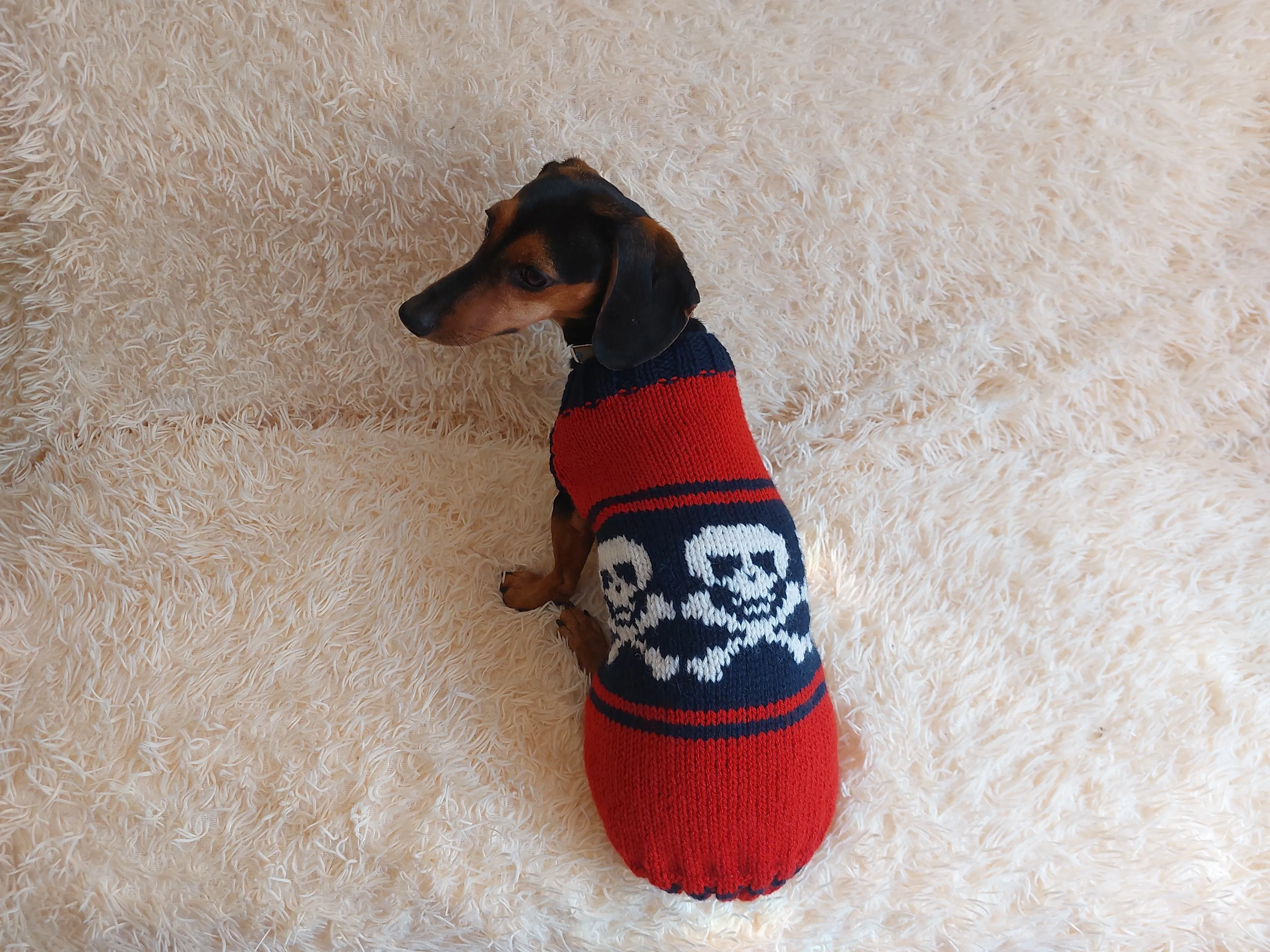 Halloween Pet Clothes Skull and Bones- Halloween Dog Sweater-Pirate sweater for dog skull with bones