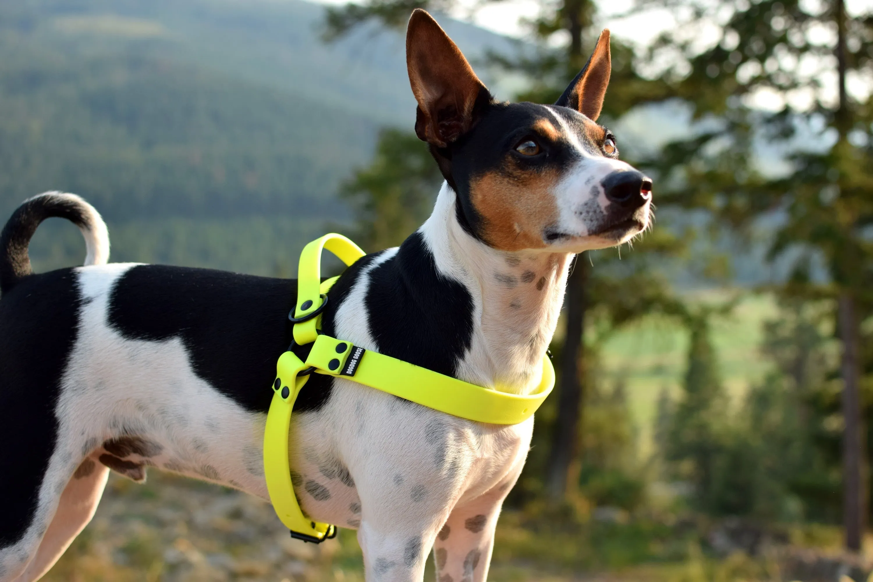 PREMADE COLLECTION - Seafoam & Pastel Purple Biothane Dog Harness